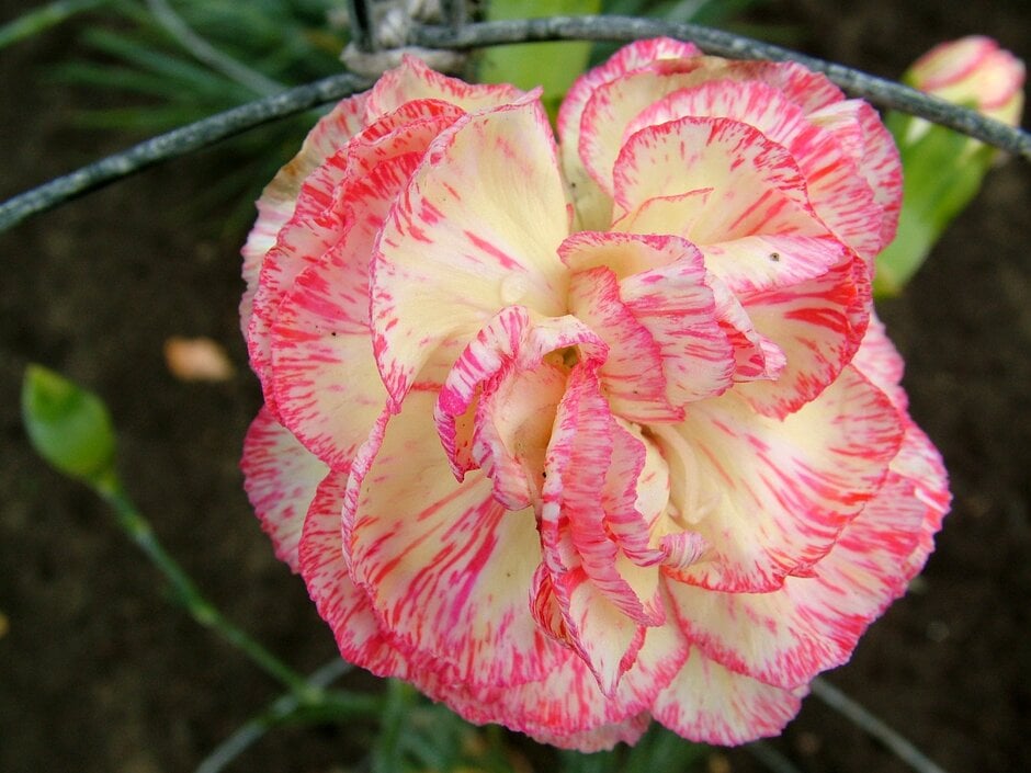 <i>Dianthus</i> 'Spinfield David Andrew' (b)