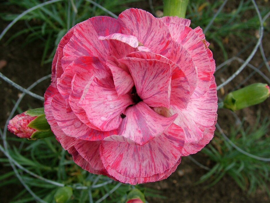 <i>Dianthus</i> 'Spinfield Sparkler' (b)