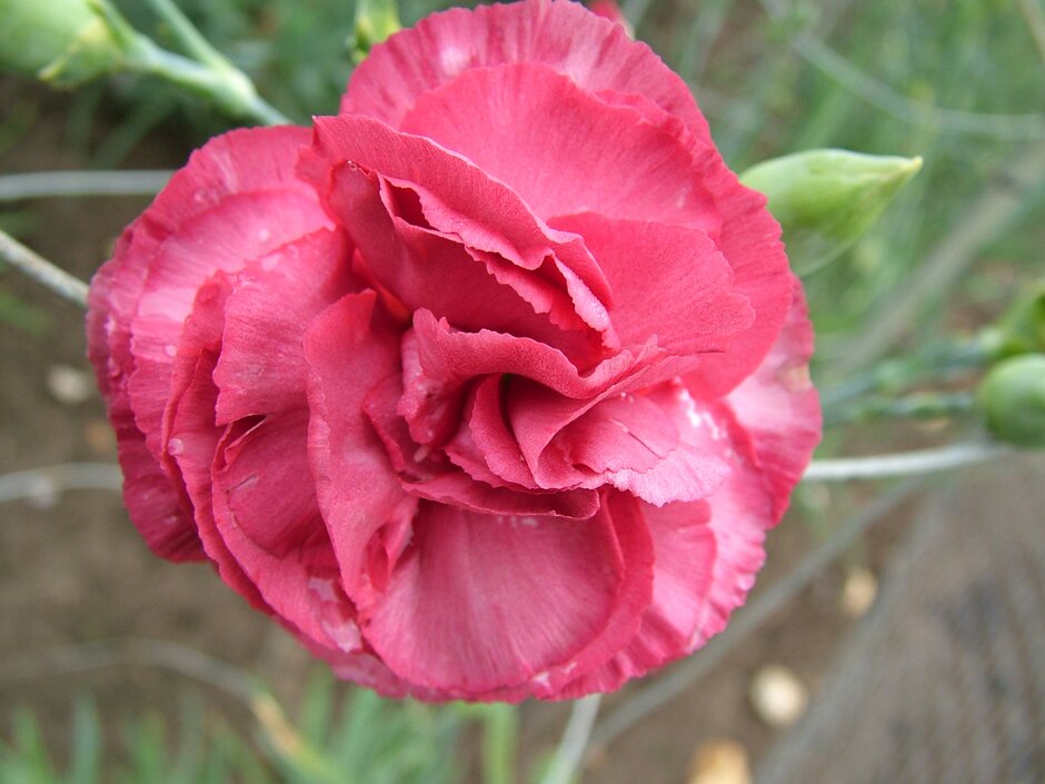 <i>Dianthus</i> 'Susan Margaret Chandler' (b)