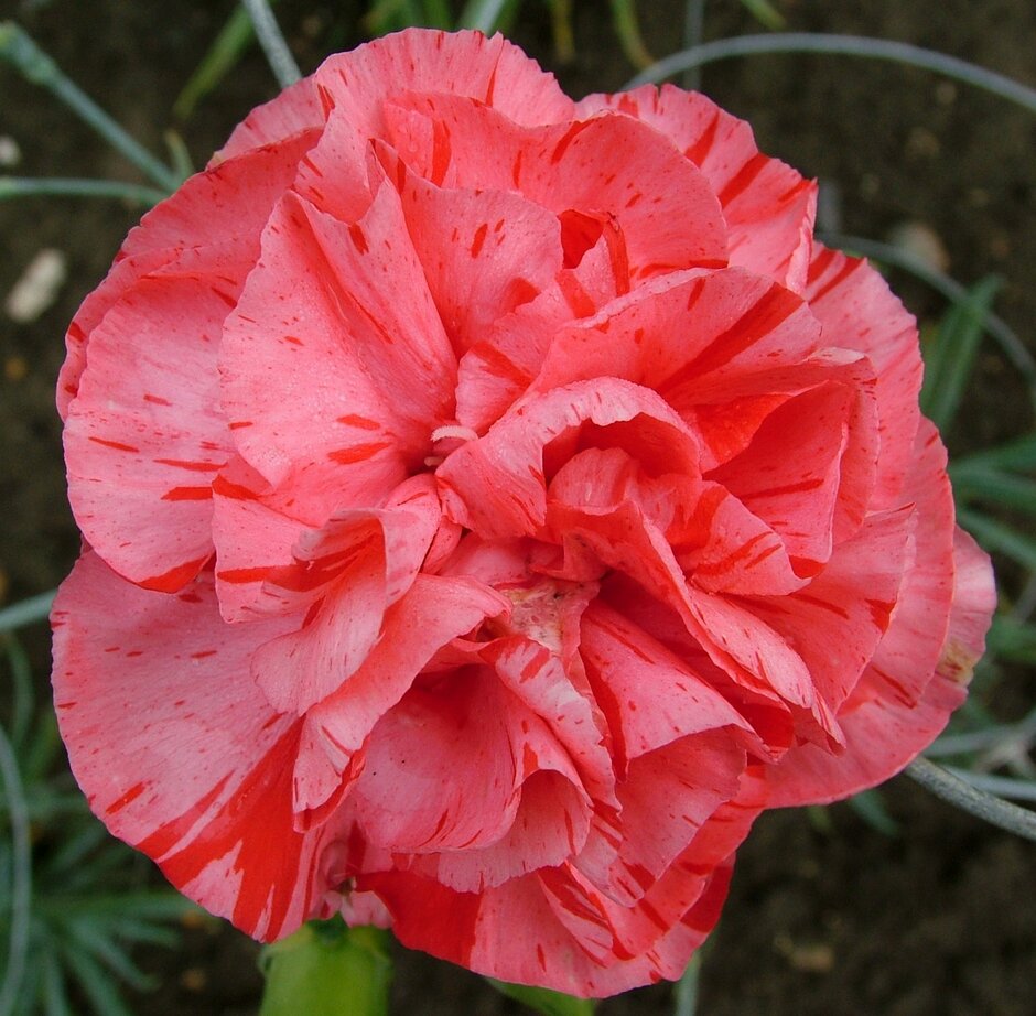 <i>Dianthus</i> 'Valerie Ann' (b)