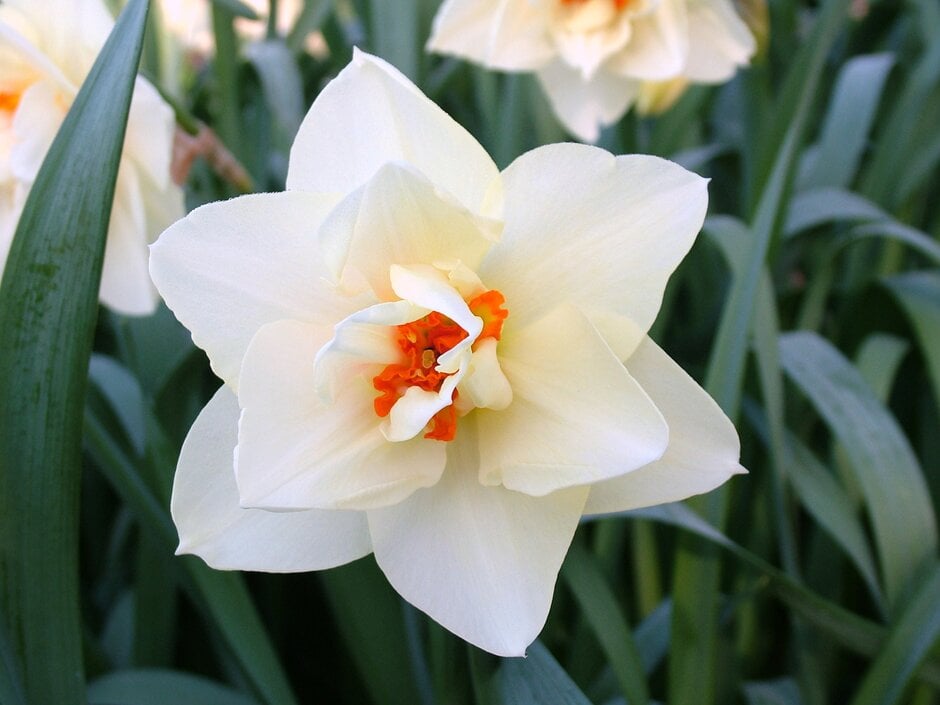 daffodil 'Gay Time'