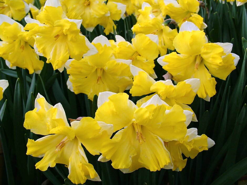 daffodil 'Pretty in Yellow'