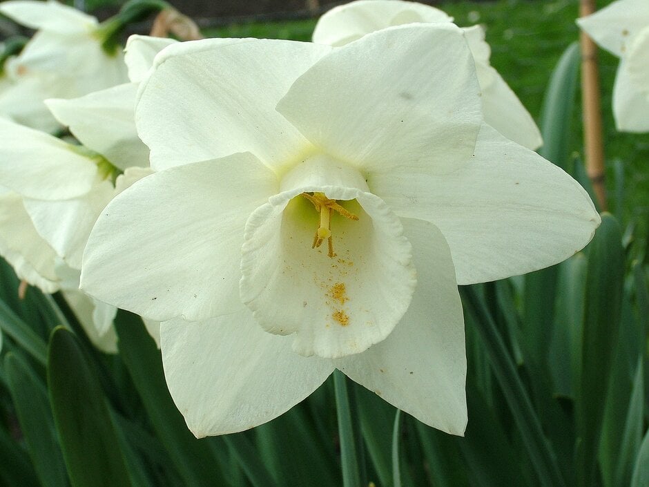 daffodil 'Wedding Bell'