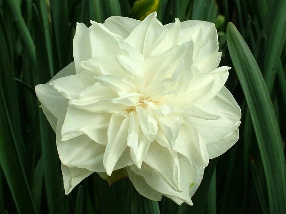 daffodil 'White Medal'