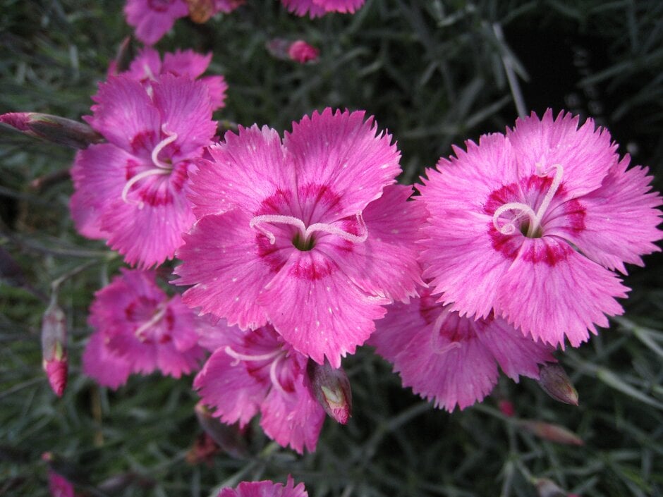 <i>Dianthus</i> 'Cobham Beauty'
