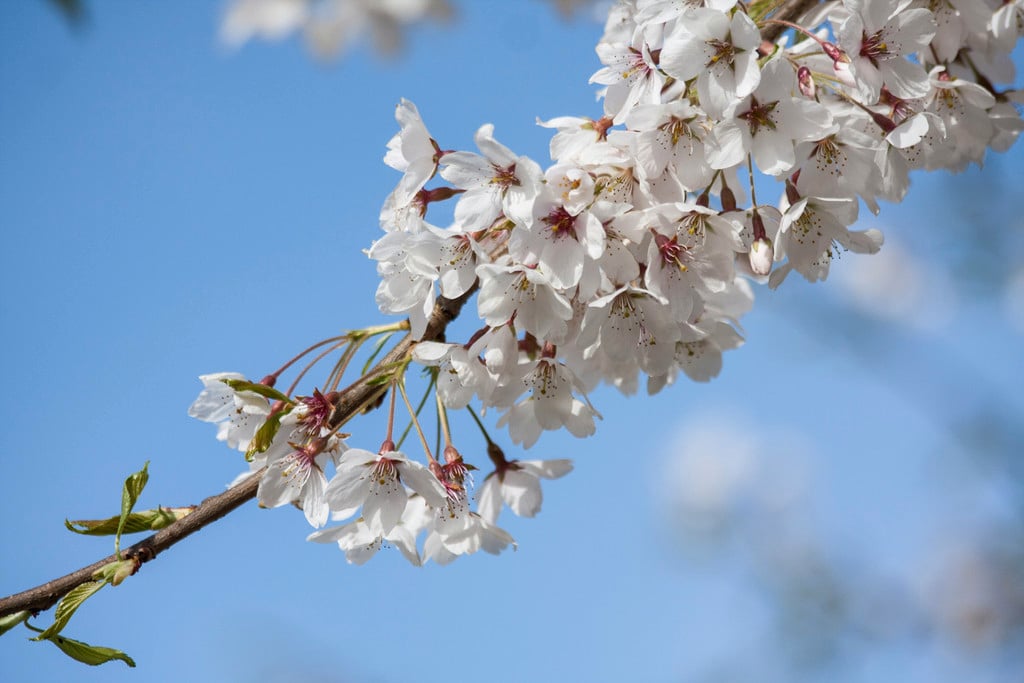 Yoshino cherry 'Tsubame'