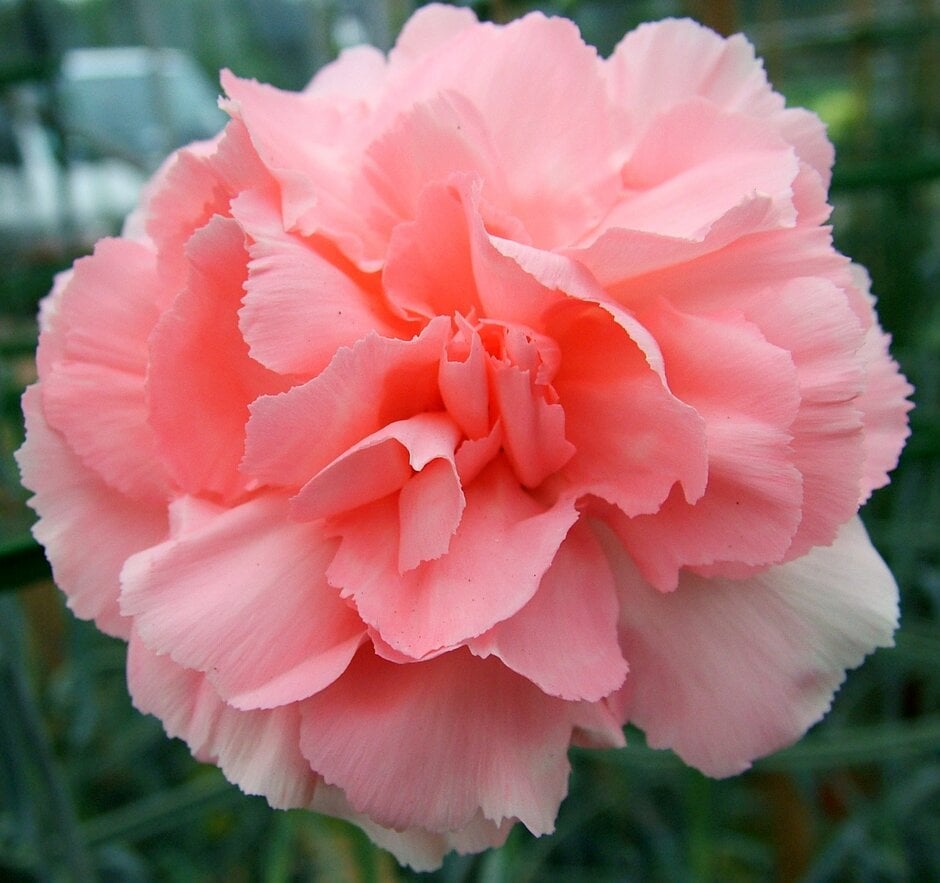 <i>Dianthus</i> 'Anders Wendy Derrick' (pf)