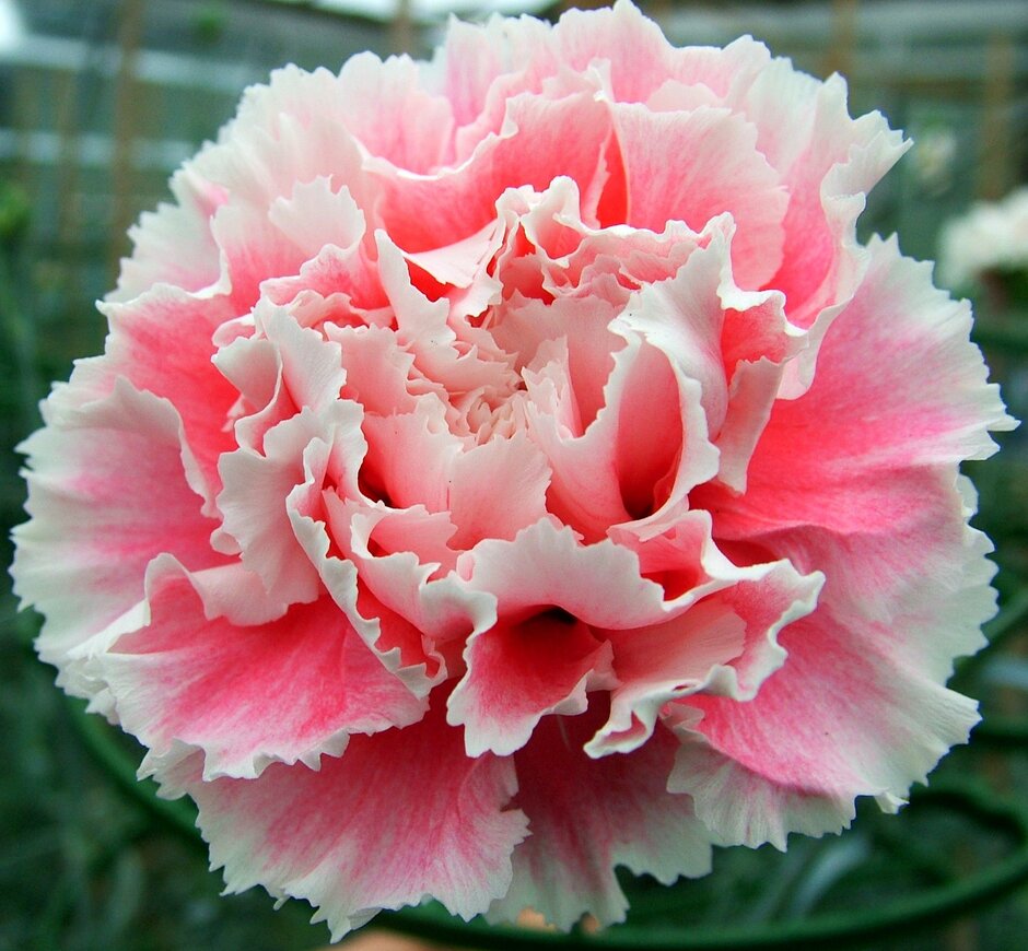 <i>Dianthus</i> [<span style="font-variant: small-caps;">Rosalba</span>] ('Lonrosalb') (pf)