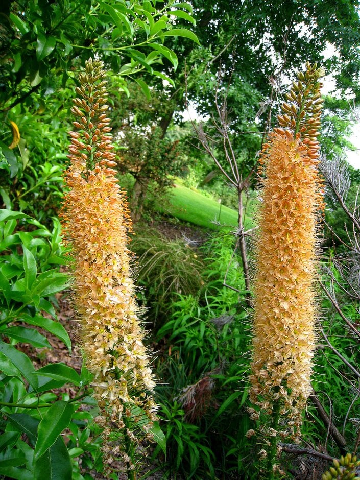 <i>Eremurus</i> 'Rexona'