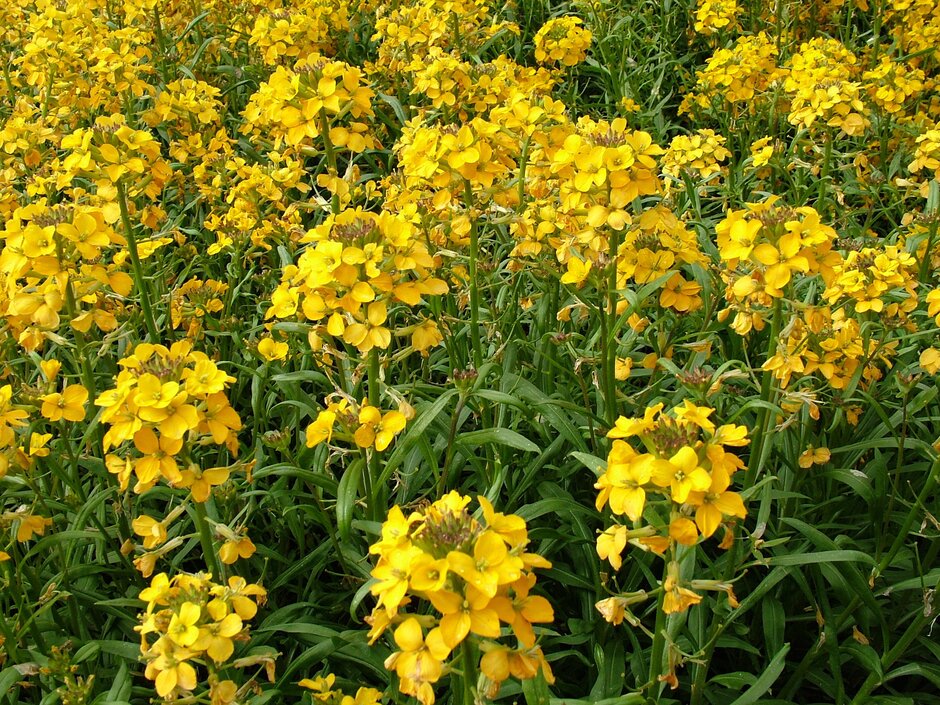 Erysimum &Apricot Delight& wallflower &Apricot Twist& Herbaceous