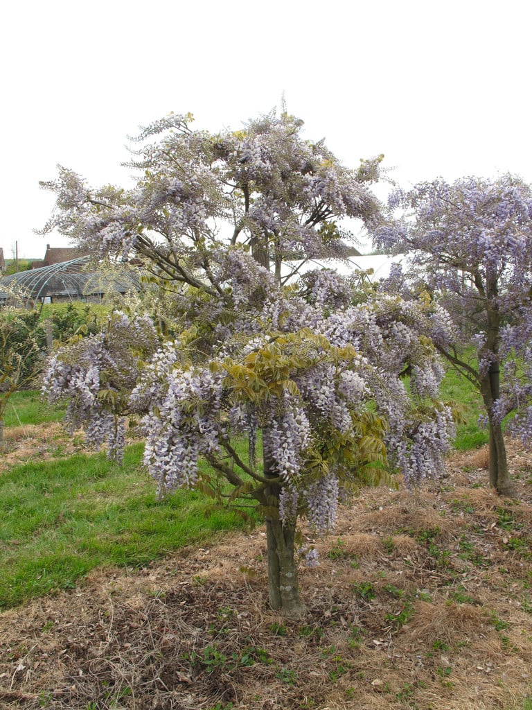 wisteria 'Caroline'