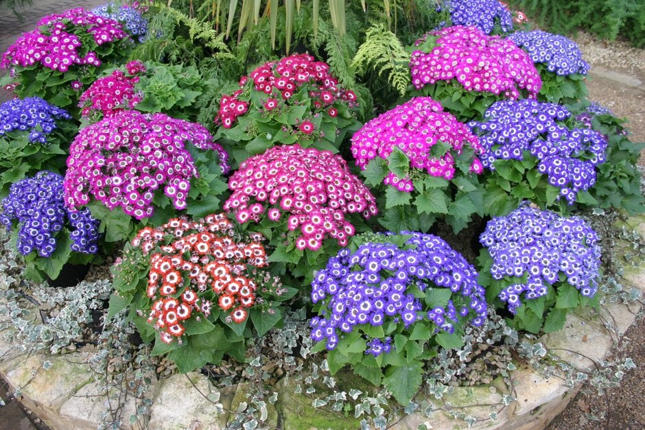 <i>Pericallis</i>