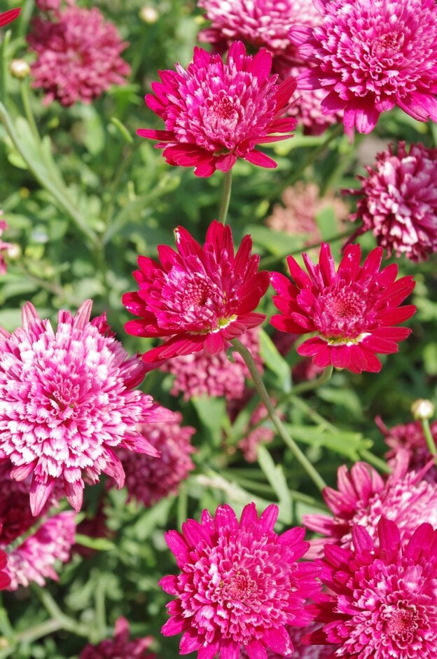 marguerite [Madeira Crested Merlot]