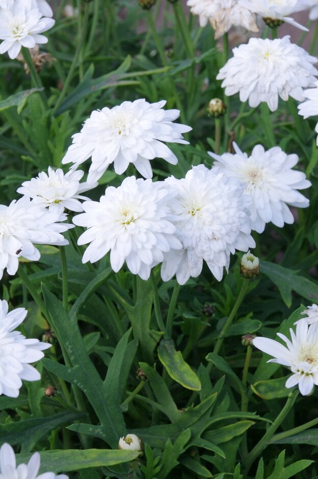 Argyranthemum Madeira Double White (&Ohmadcama&) (Madeira Series) (d ...