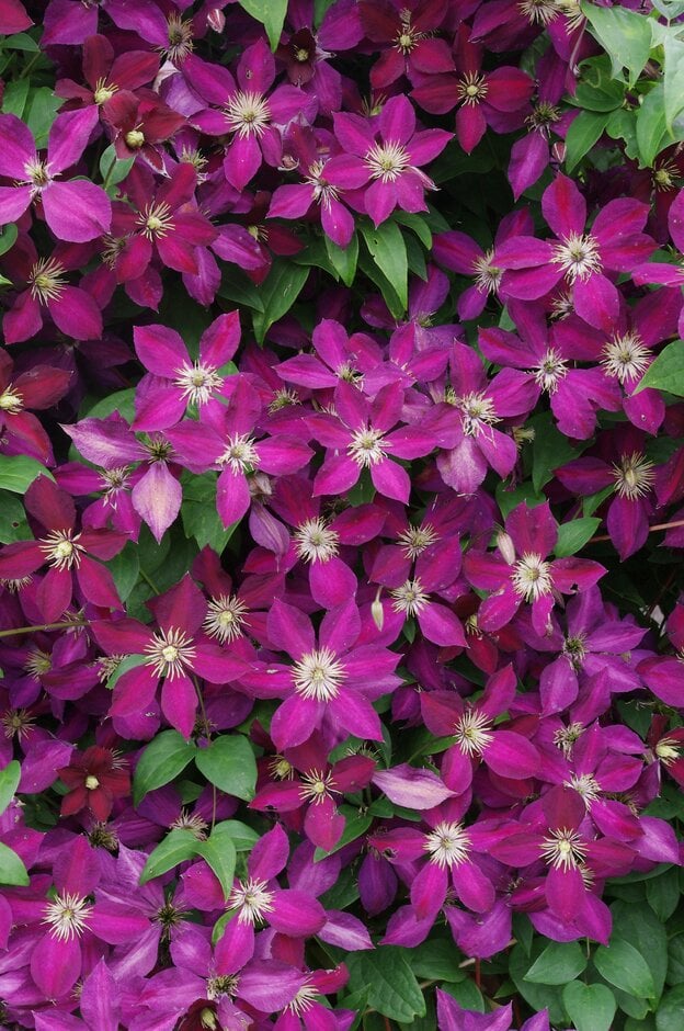 clematis 'Mikelite'