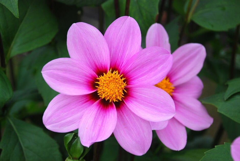 dahlia 'Northwest Cosmos'