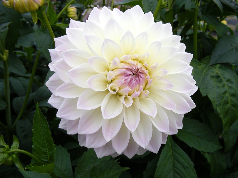 <i>Dahlia</i> 'Sdg Ryecroft 325'