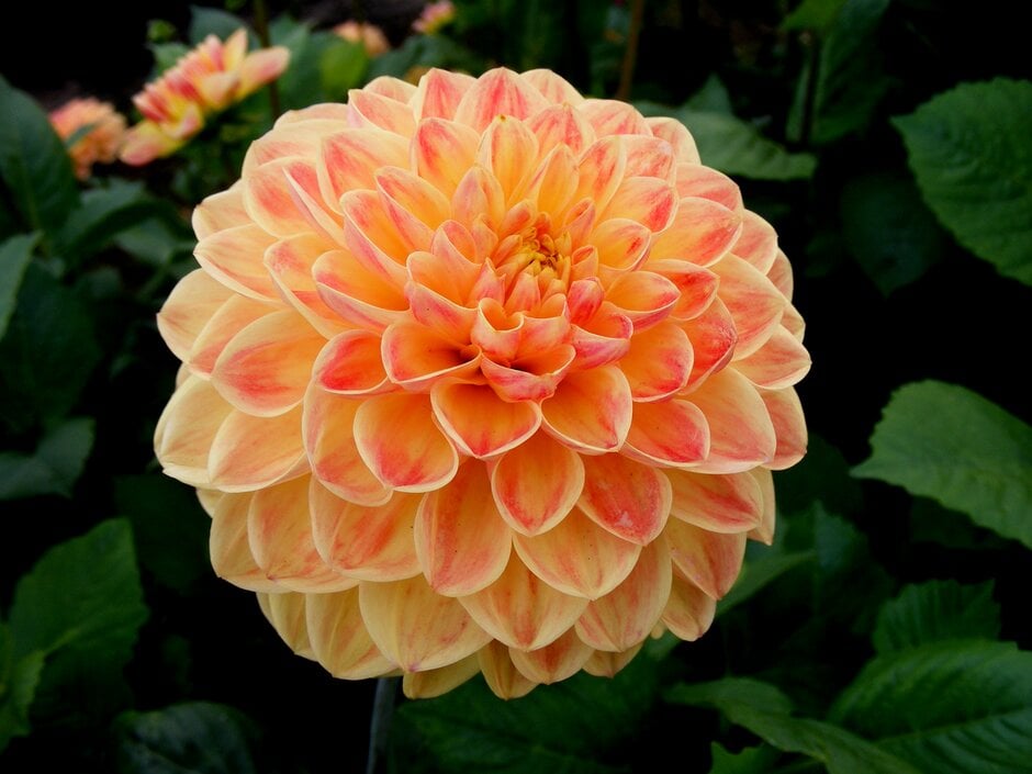 <i>Dahlia</i> 'Texas Moon' (D)