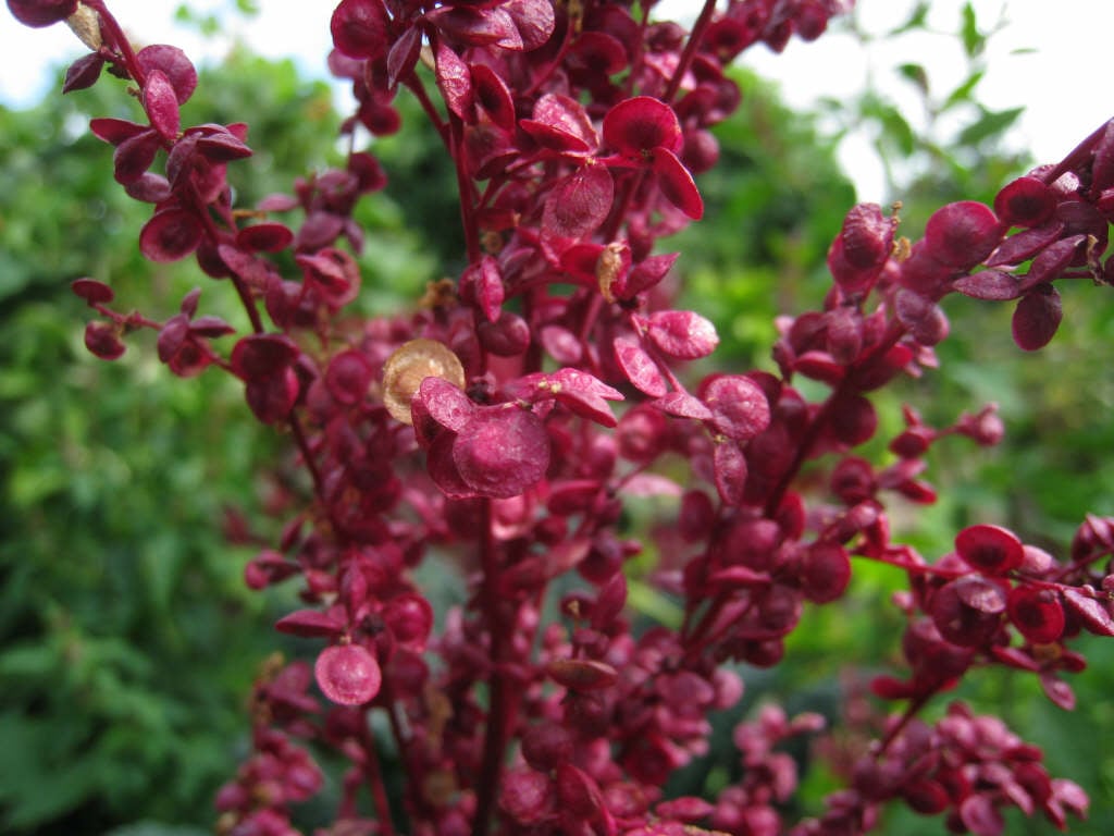 red mountain spinach