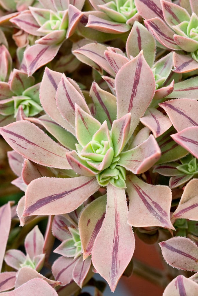 East African tree houseleek