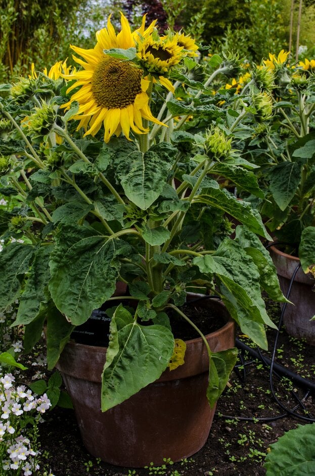 Helianthus annuus &Dwarf Yellow Spray& sunflower &Dwarf Yellow Spray