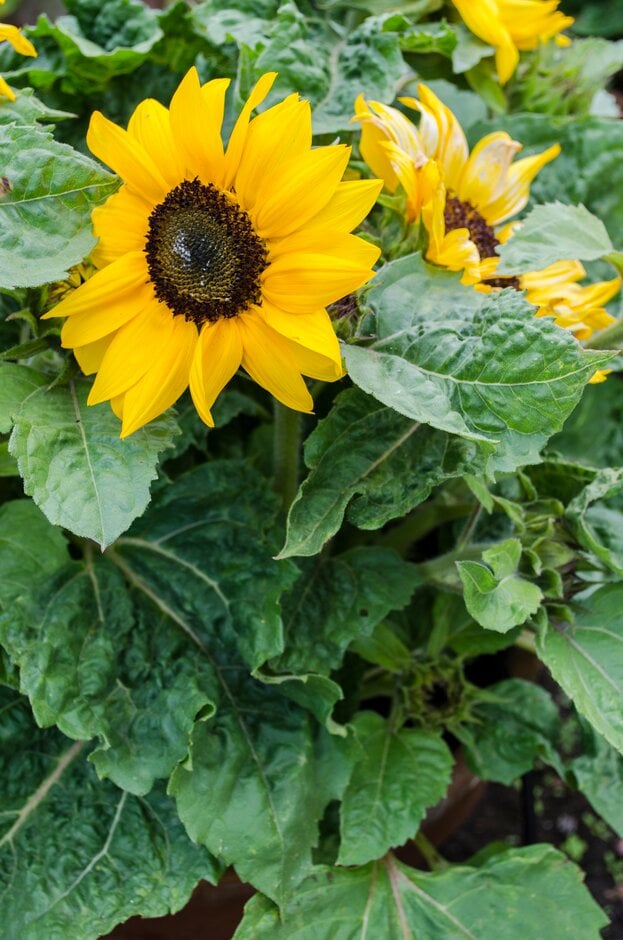 sunflower 'Miss Sunshine'