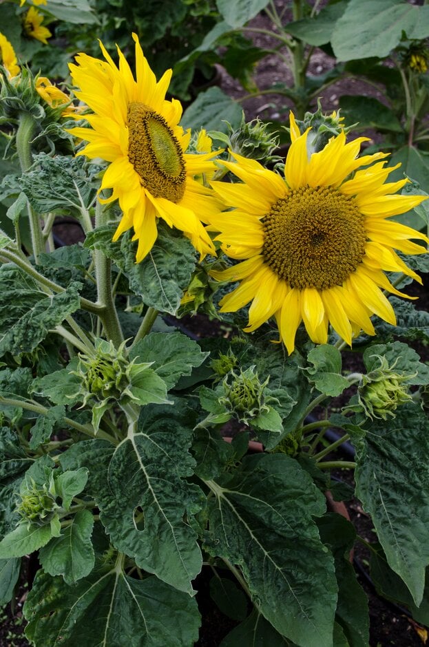 sunflower 'Pacino Gold'