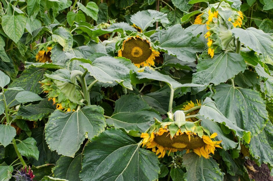 sunflower 'Sunspot'