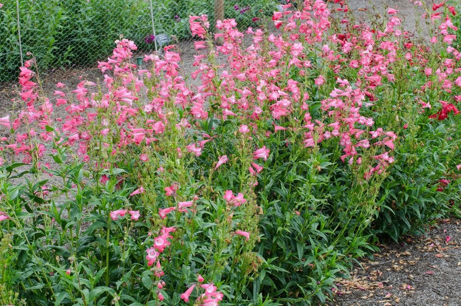 penstemon 'Pensham Amelia Jane'