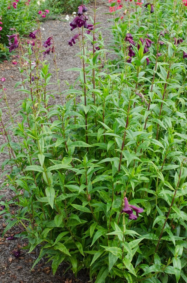 penstemon 'Pensham Raspberry Ice'