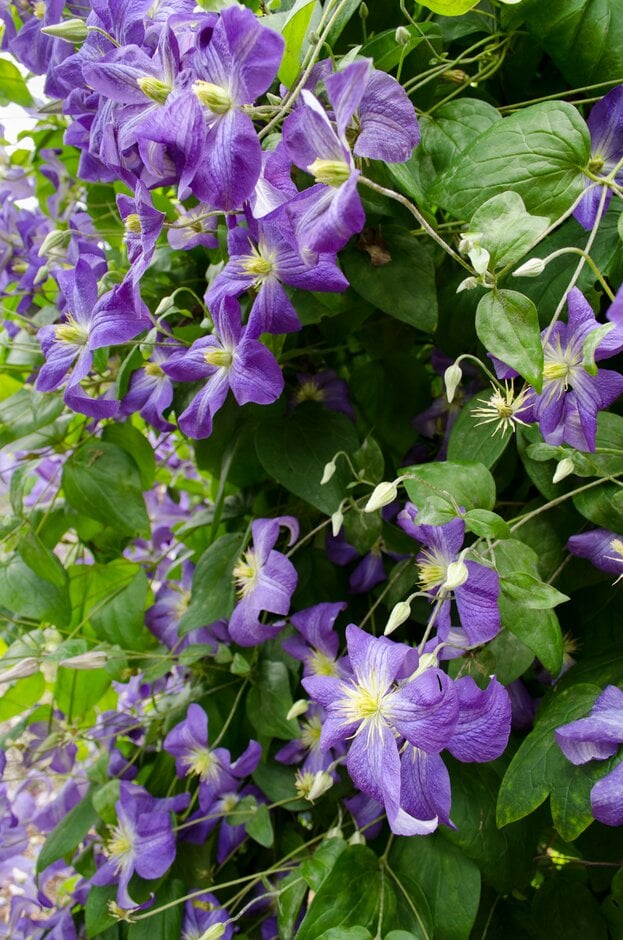 clematis 'Jenny Caddick'