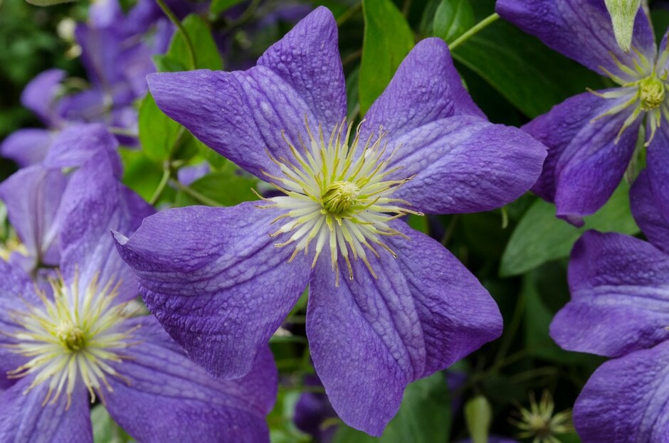 clematis 'Jenny Caddick'