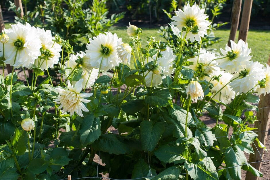 dahlia 'Fleurel'