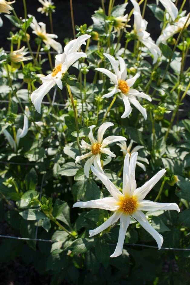 dahlia 'Honka Fragile'