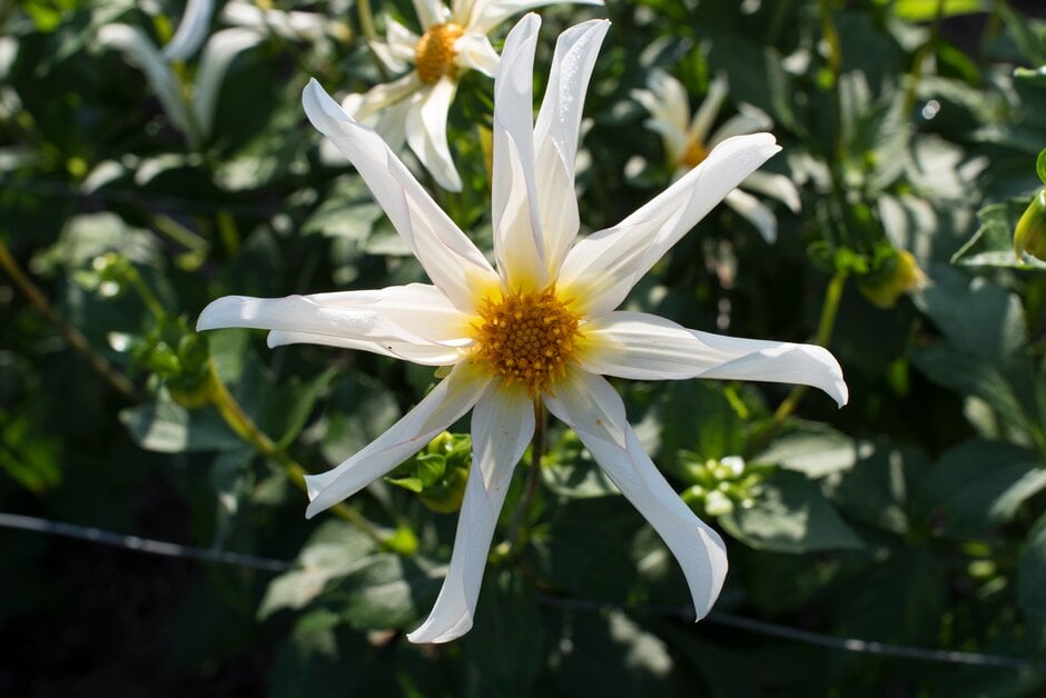 dahlia 'Honka Fragile'