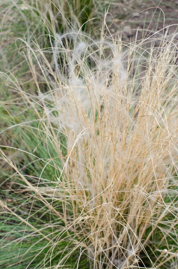 horsetail feather grass