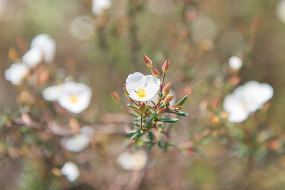 umbel-flowered sun rose