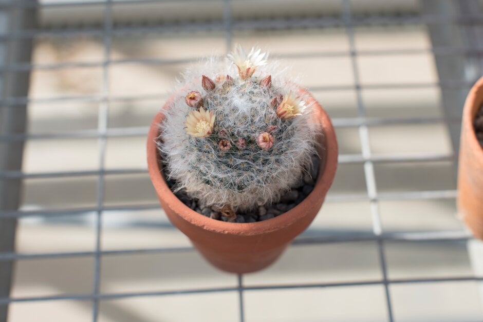 powder puff cactus