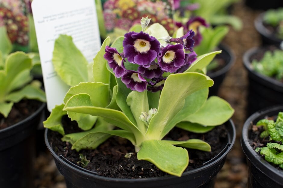 garden auricula