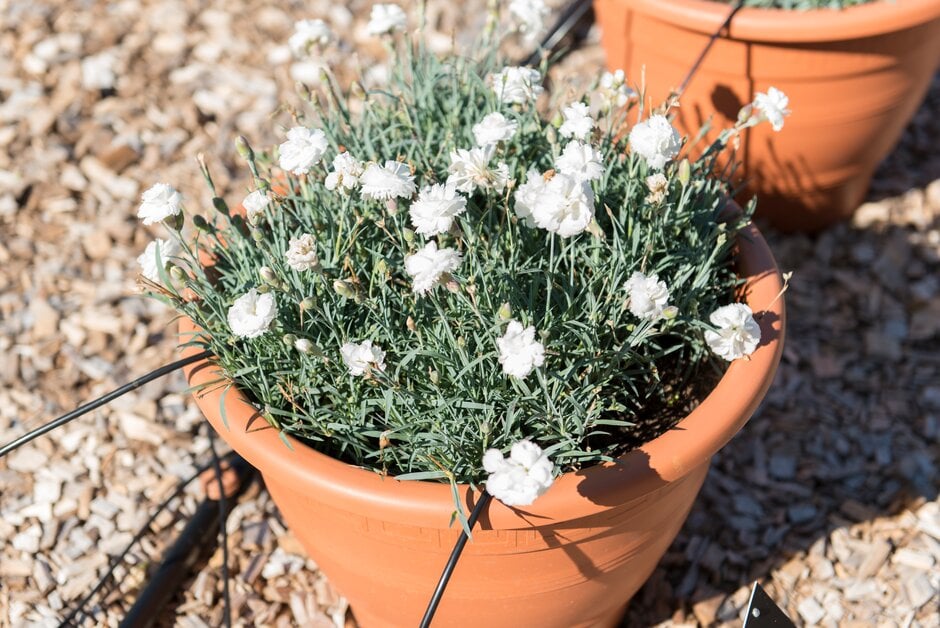 alpine pink 'Devon Arctic Star'
