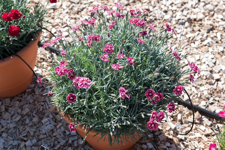 perpetually flowering carnation [Supernova]