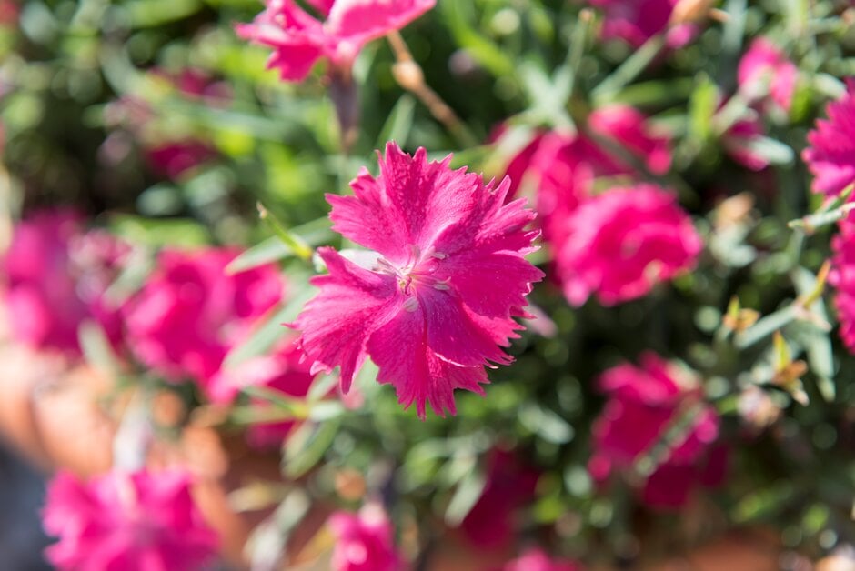 pink 'Twinkle'