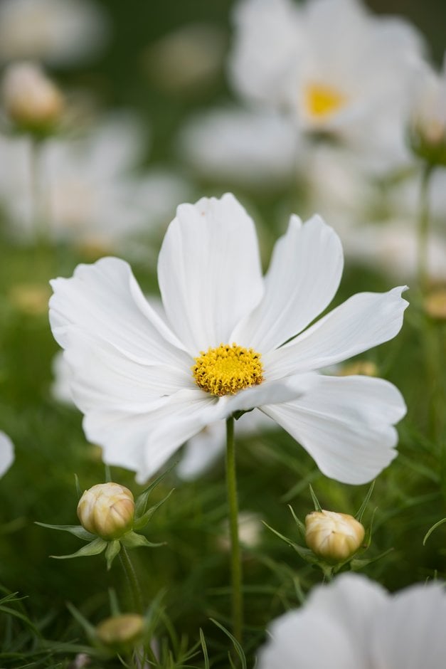 cosmea 'Casanova White'