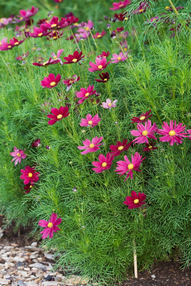 Cosmos bipinnatus &Casanova Red& (Casanova Series) | cosmea &Casanova ...