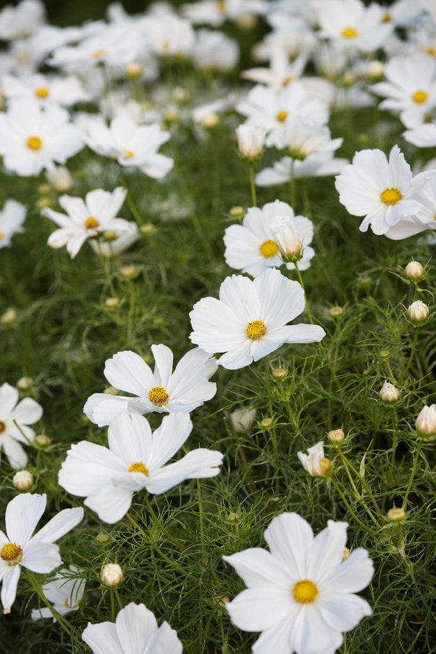 cosmea 'Casanova White'