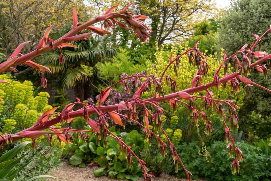 yucca-leaved beschorneria