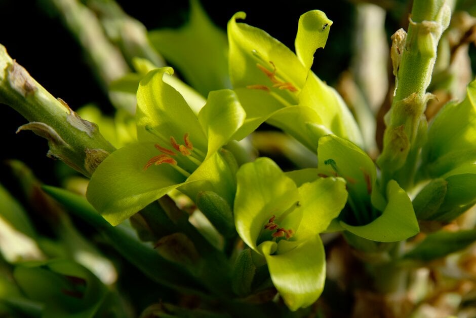 Chilean puya