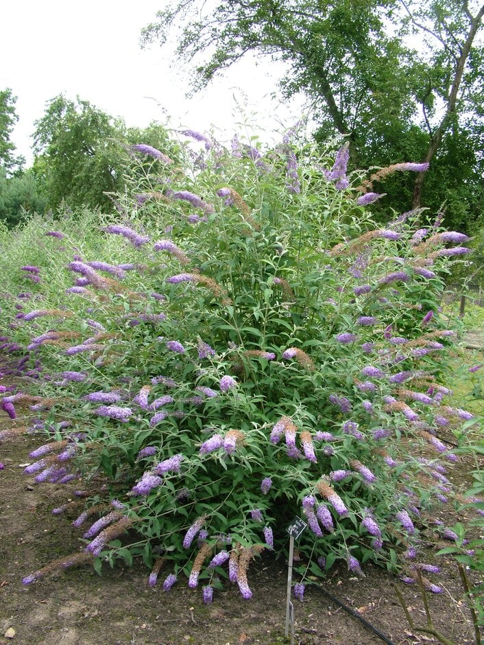 <em>Buddleja</em> <em>davidii</em> 'Ecolonia'