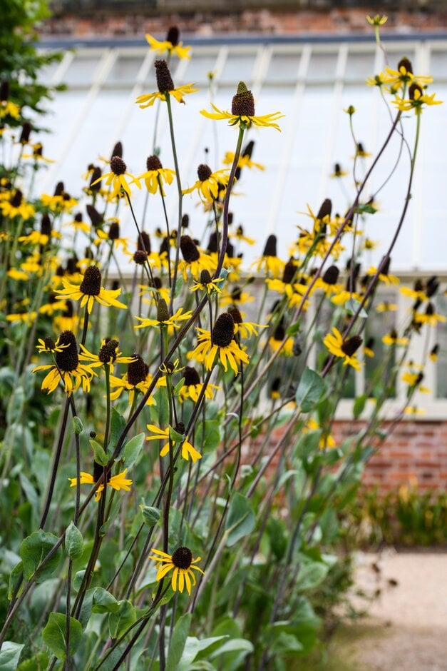 great coneflower