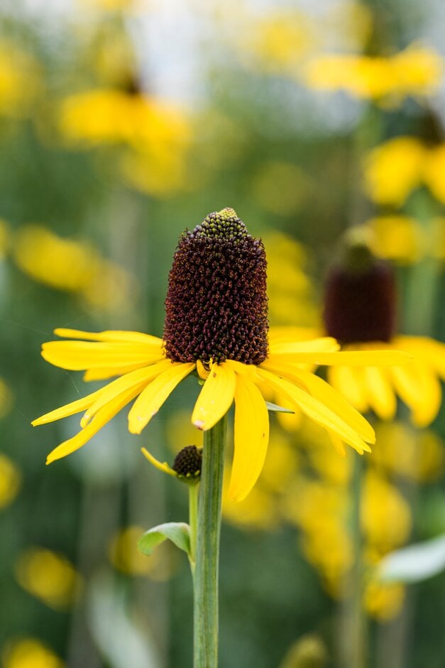 great coneflower